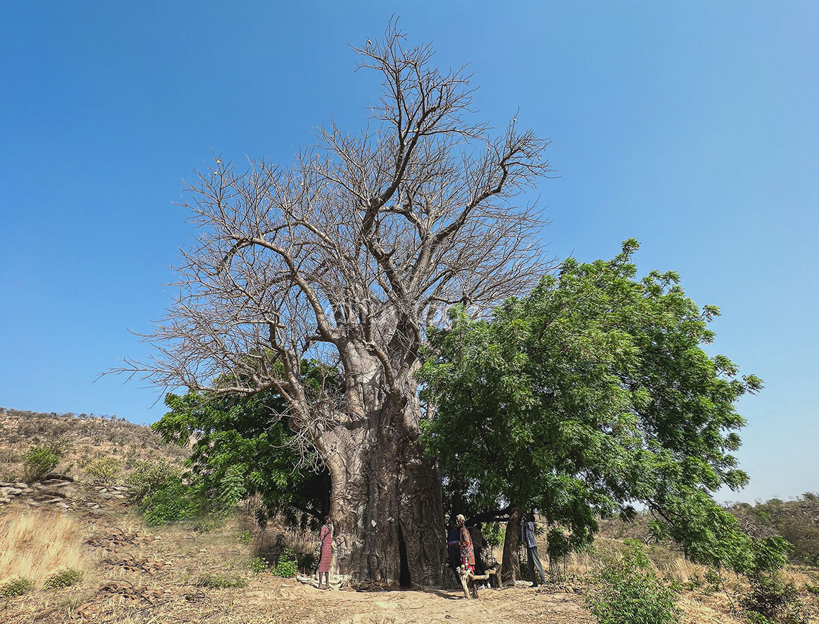 BAOBAB